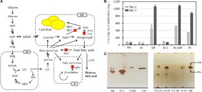 Application of Random Mutagenesis and Synthetic FadR Promoter for de novo Production of ω-Hydroxy Fatty Acid in Yarrowia lipolytica